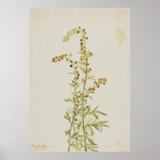 Poster Rock Wormwood (Artemisia discolor)