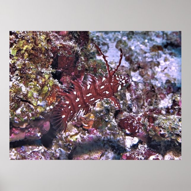 Poster Rockmover Wrasse (Devant)