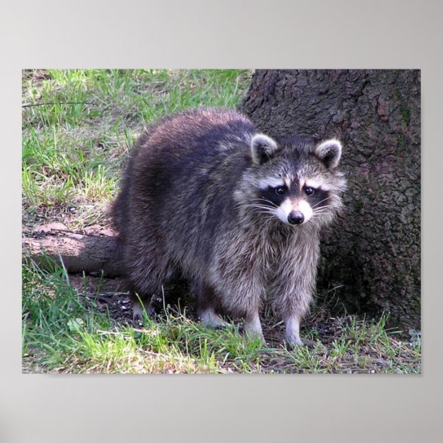 Poster Rocky le Raccoon (Devant)