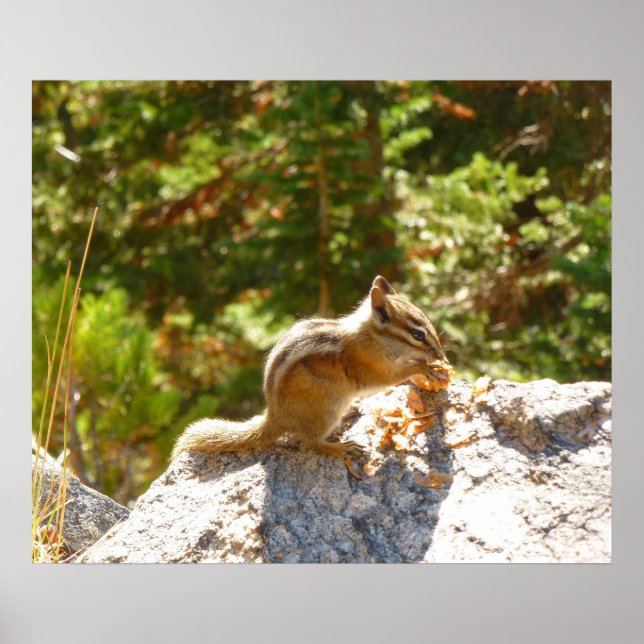 Poster Rocky Mountain Chipmunk (Devant)