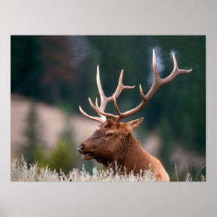 Poster Rocky Mountain Elk Parc national de Yellowstone