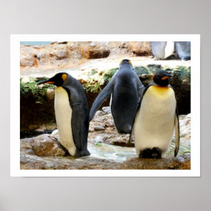 Poster Roi Pingouin