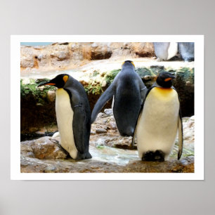 Poster Roi Pingouin