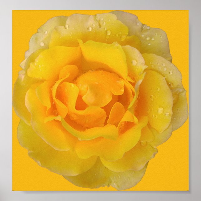 Poster Romantique Rose Jaune gouttes d'eau (Devant)