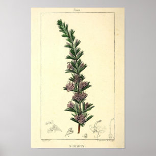 Poster Romarin, Plante de romarin