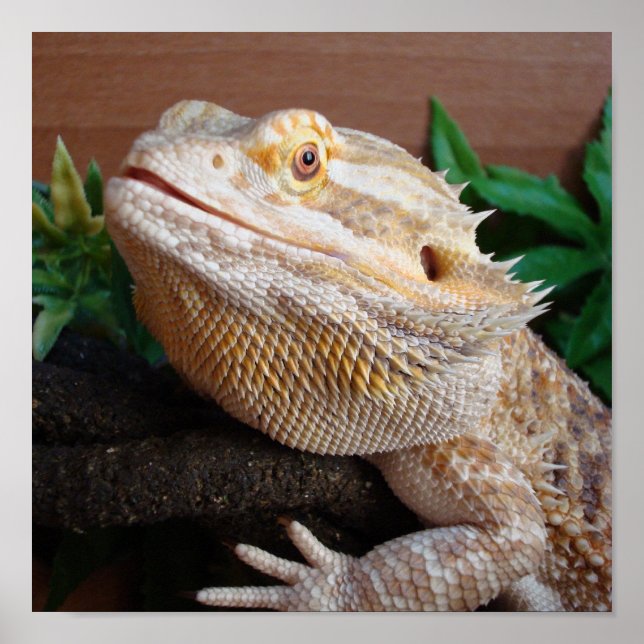 Poster Ronnie 2 (Devant)