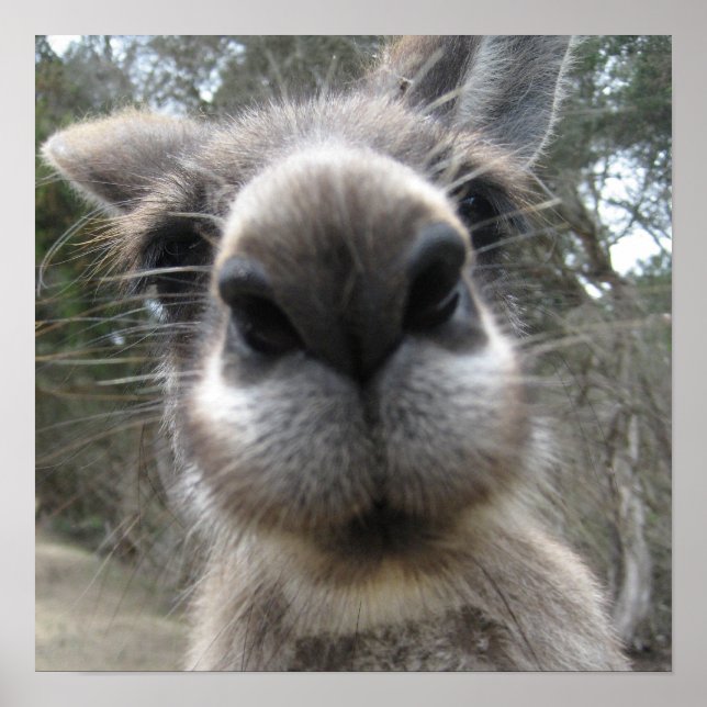 Poster Roo Bob (Devant)