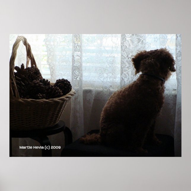 Poster Rookie attend (Devant)