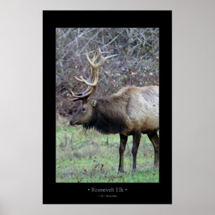 Poster Roosevelt Elk