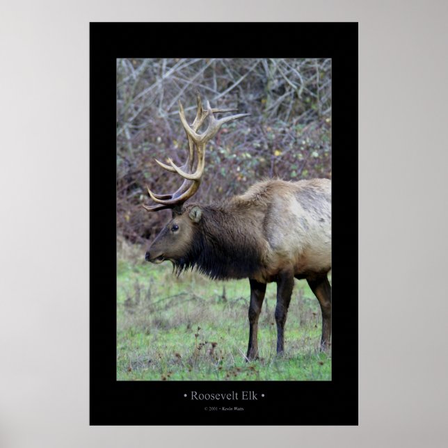 Poster Roosevelt Elk (Devant)