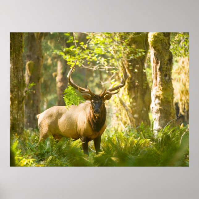 Poster Roosevelt Elk | Parc National Olympique, Washingto (Devant)