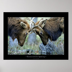 Poster Roosevelt Elk Sparring