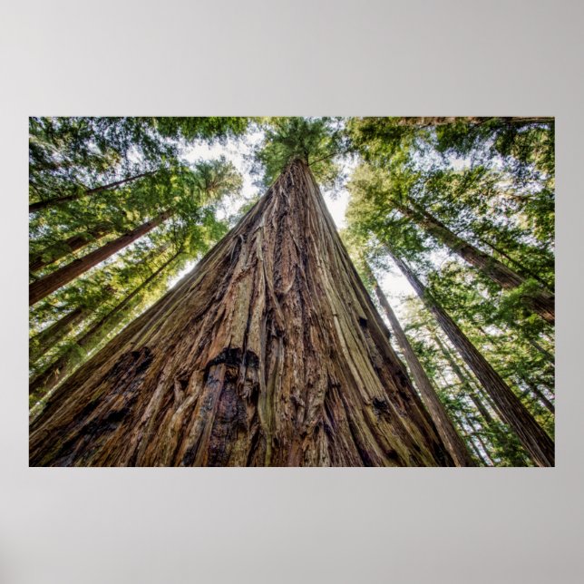 Poster Roosevelt Grove (Devant)