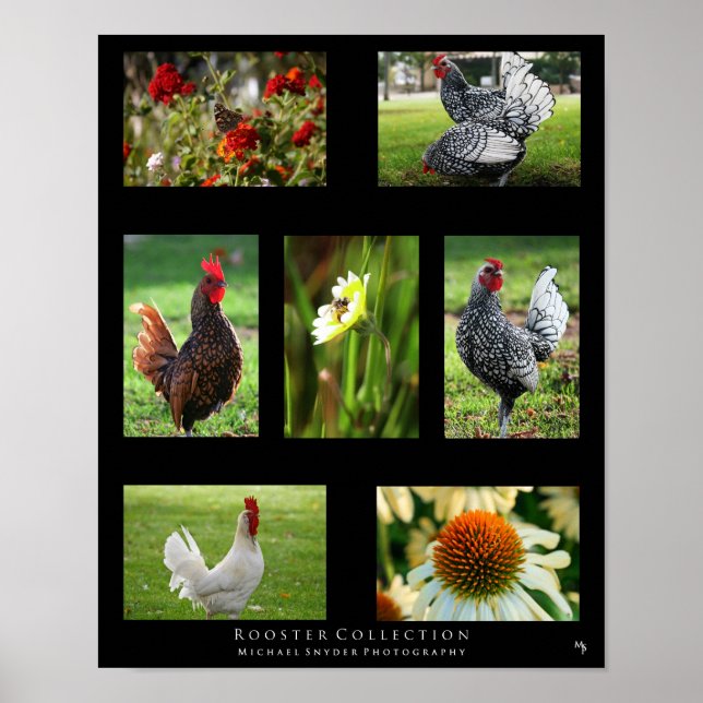 Poster "Rooster Collection" (Devant)