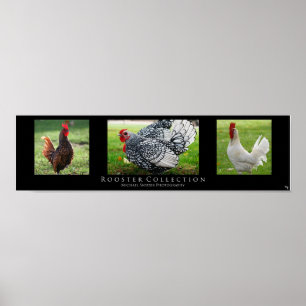 Poster "Rooster Collection", Black