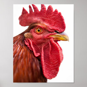 Poster Rooster Face
