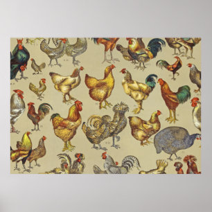 Poster Rooster Poulet de la ferme Pays Animal