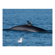 Rorqual-Minc et mouette dans la nature nordique de
