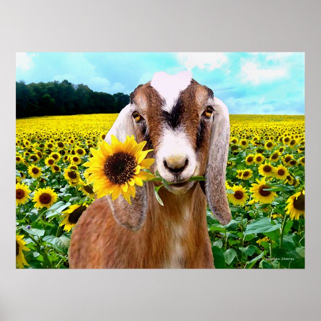 Poster "Rory" (Devant)