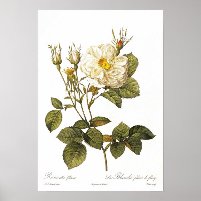 Poster Rosa alba foliacea (Devant)