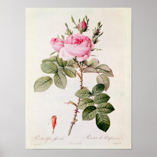 Poster Rosa Bifera Officinalis, des 'roses de Les