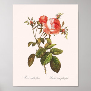 Poster Rosa Centifolia Foliacea