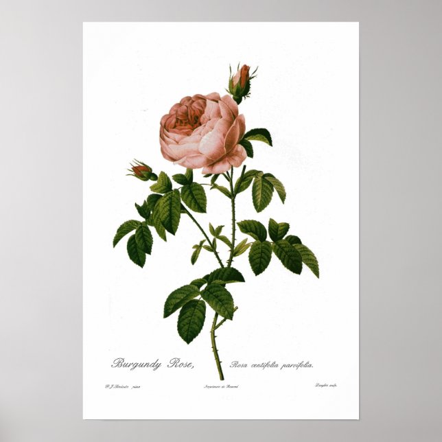Poster Rosa centifolia parvifolia (Devant)