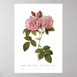 Poster Rosa damascena italica