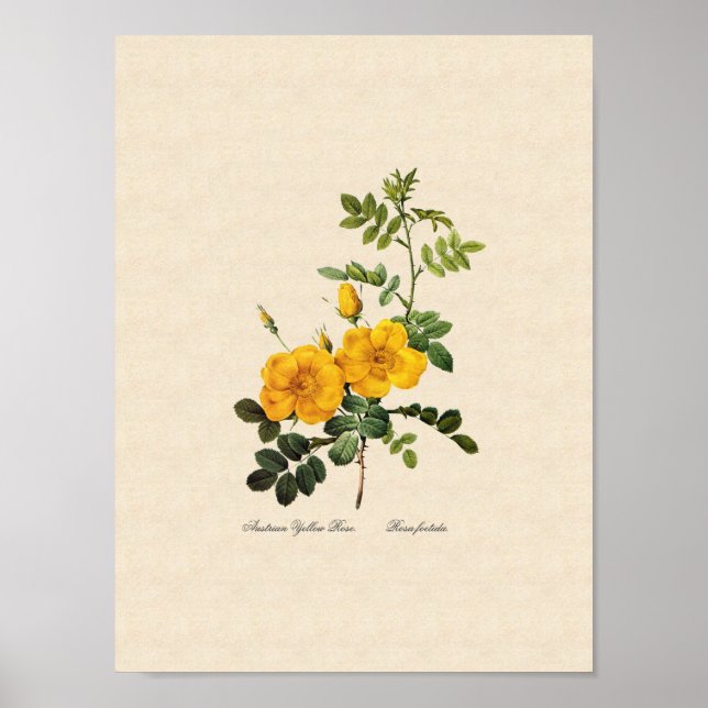Poster Rosa foetida (Devant)