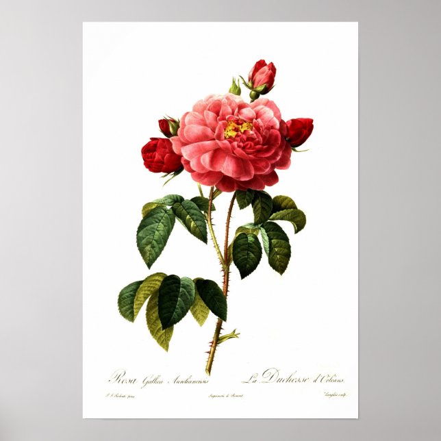 Poster Rosa gallica aurelianensis (Devant)