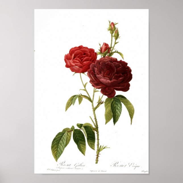 Poster Rosa gallica purpuro-violacée magna (Devant)