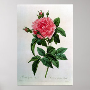 Poster Rosa Gallica Regallis