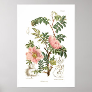 Poster Rosa microphylla
