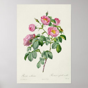 Poster Rosa Mollissima, de 'Les Roses