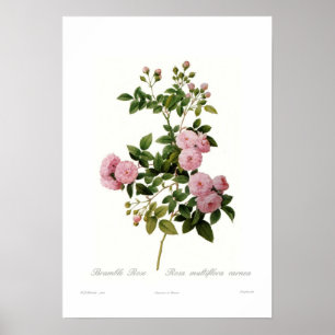 Poster Rosa multiflora carnea(Rose de Bramble)