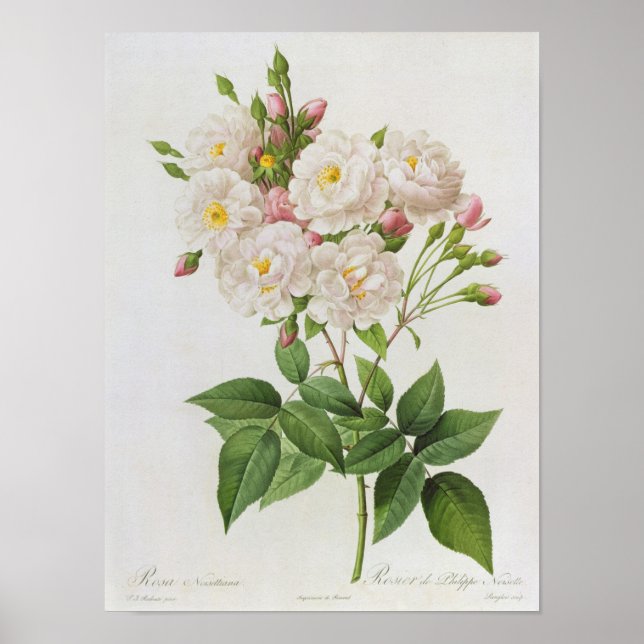 Poster Rosa Noisettiana, de 'Les Roses (Devant)