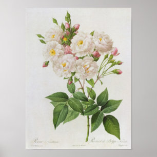 Poster Rosa Noisettiana, roses de from'Les
