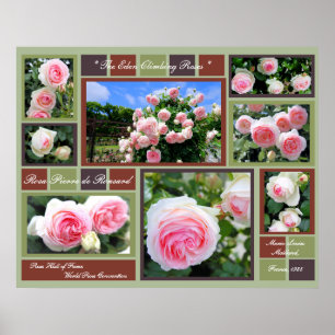 Poster Rosa Pierre de Ronsard [Poster d'Art]