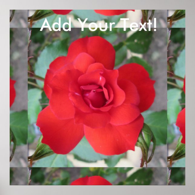 Poster Rosa Roja Flor (Devant)
