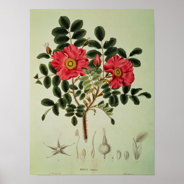 Poster Rosa rugosa, de 'Flora Japonica' (Devant)