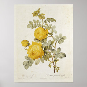 Poster Rosa Sulfurea de 'Les Roses