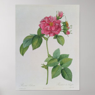 Poster Rosa Turbinata, de, Les Roses, Vol 1, 1817
