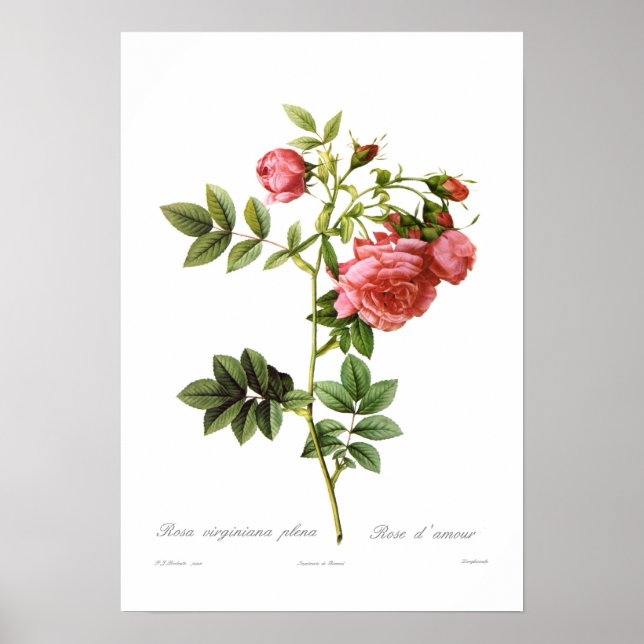 Poster Rosa virginiana plena (Devant)