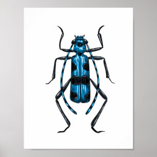 Poster Rosalia Alpina