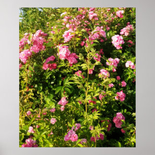 Poster Rosarium fleuri