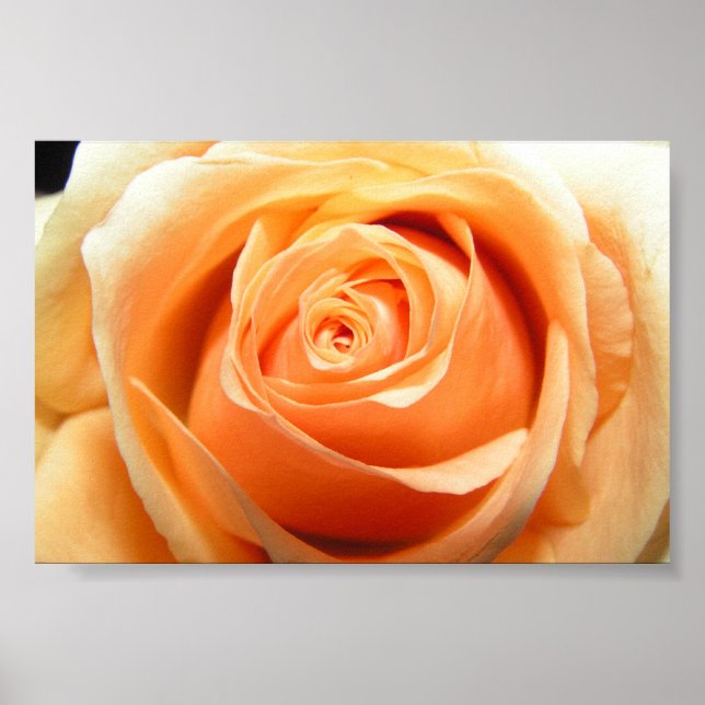 Poster Rose (Devant)