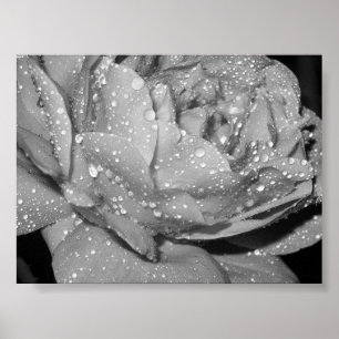 Poster Rose