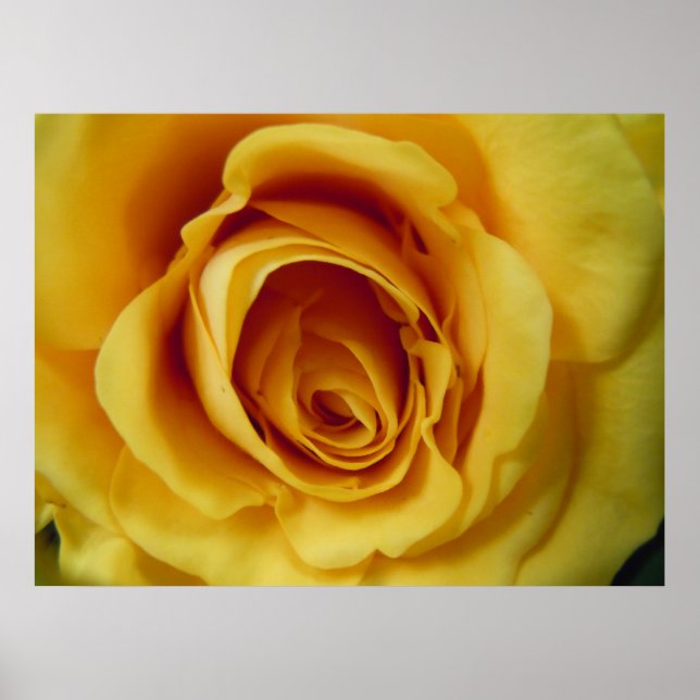 Poster Rose (Devant)