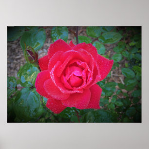 Poster Rose,