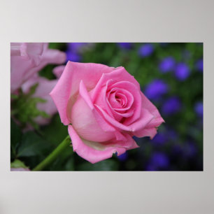 Poster rose
